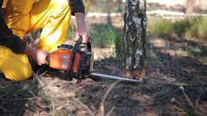 How Our Tree Care Process Works  in  Alva, FL