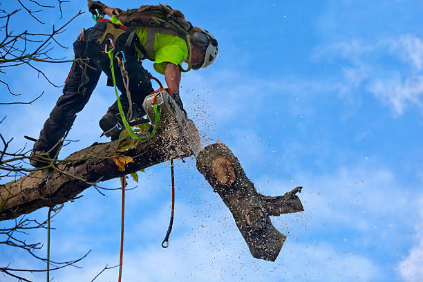 Trusted Alva, FL Tree Removal Services Experts